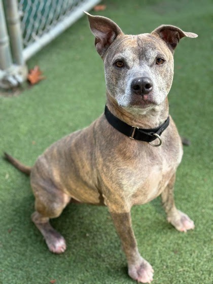 Harley has been at the Cuyahoga Animal Shelter for more than 400 days.